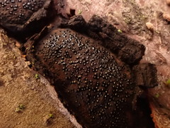 Biscogniauxia mediterranea