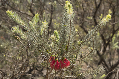 Melaleuca quadrifida