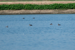 Podiceps nigricollis