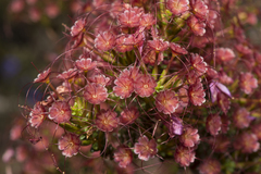 Calytrix leschenaultii