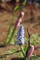 Pontederia cordata