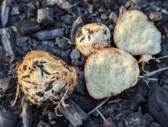 Rhizopogon rubescens