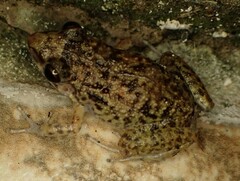 Eleutherodactylus planirostris