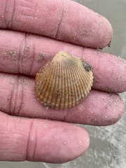 Dinocardium robustum