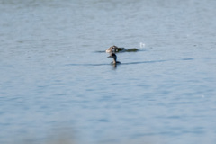 Podiceps nigricollis