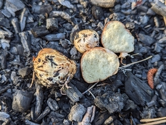 Rhizopogon rubescens