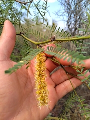 Prosopis flexuosa