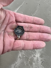 Argopecten irradians