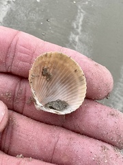 Dinocardium robustum