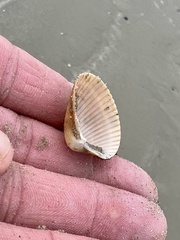 Dinocardium robustum