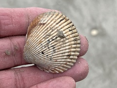 Dinocardium robustum