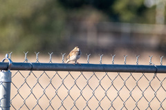 Passerculus sandwichensis