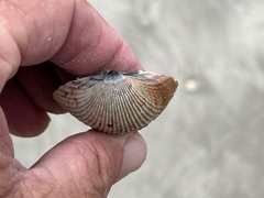 Dinocardium robustum