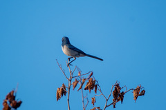 Aphelocoma californica