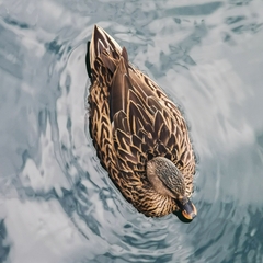 Anas platyrhynchos × fulvigula