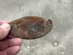 Triplofusus giganteus