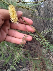 Prosopis flexuosa