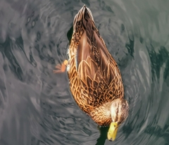 Anas platyrhynchos × fulvigula