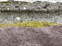 Candelariella aurella