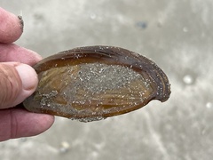 Triplofusus giganteus