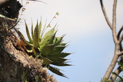 Agave horrida