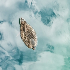 Anas platyrhynchos × fulvigula