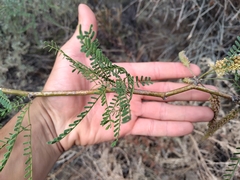 Prosopis flexuosa