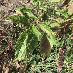 Pokeweed mosaic virus
