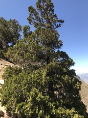 Austrocedrus chilensis