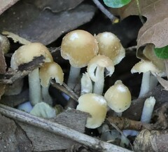Candolleomyces candolleanus
