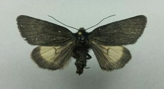 Lasionycta carolynae