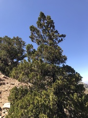 Austrocedrus chilensis