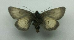 Lasionycta carolynae