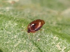 Sericoderus
