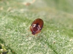 Sericoderus