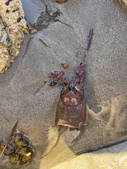 Panulirus interruptus