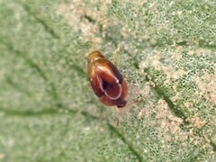 Sericoderus
