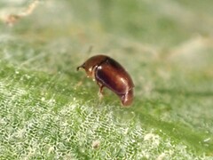 Sericoderus