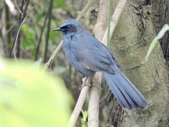Melanotis caerulescens