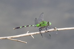 Erythemis vesiculosa