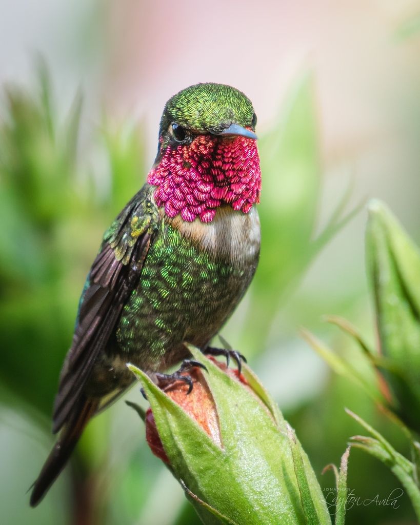 Rufous-shafted Woodstar (Chaetocercus jourdanii) photo