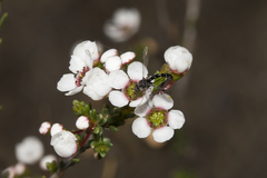 Zaclava clavifemorata