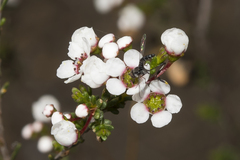 Zaclava clavifemorata