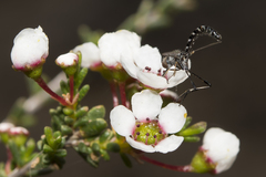Zaclava clavifemorata