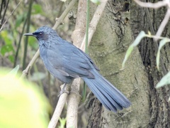 Melanotis caerulescens