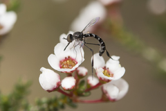 Zaclava clavifemorata