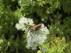 Eupholidoptera smyrnensis