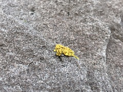 Candelariella aurella