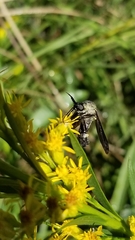 Lepidophora lepidocera