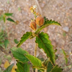 Croton glandulosus